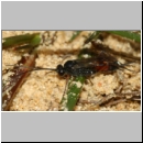 Aptesini spp - Schlupfwespe w02f 9mm - Sandgrube Niedringhaussee det06.jpg